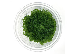 Micranthemum Monte Carlo Tissue Culture
