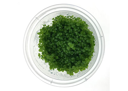 Micranthemum Monte Carlo Tissue Culture