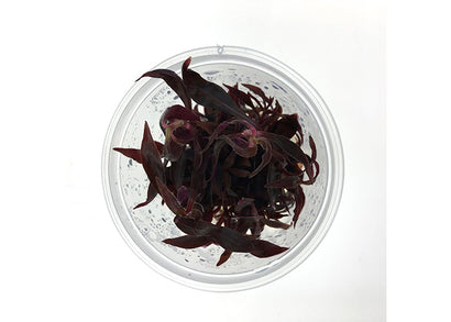 Alternanthera Reineckii Tissue Culture