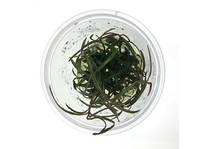 Hygrophila Lancea Tissue Culture