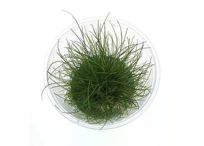 Eleocharis Belem (Hair Grass) Tissue Culture
