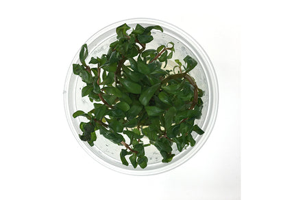 Ammania Senegalensis Tissue Culture