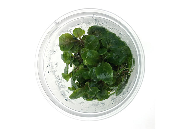 Lobelia Cardinalis Tissue Culture – Coburg Aquarium