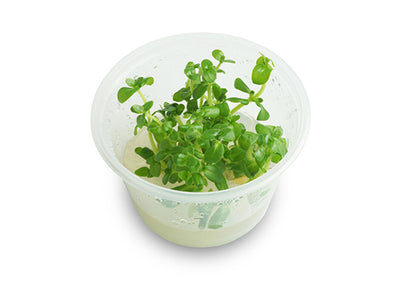 Bacopa Caroliniana Tissue Culture