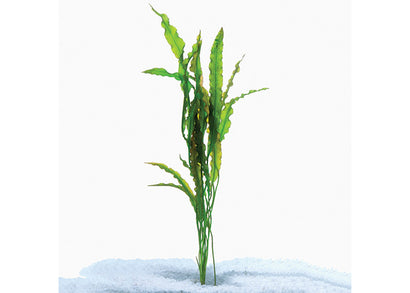 Aponogeton Crispus (Red), aquarium ife