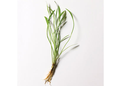 Echinodorus Latifolius