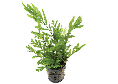 Bolbitus in Mesh Pot