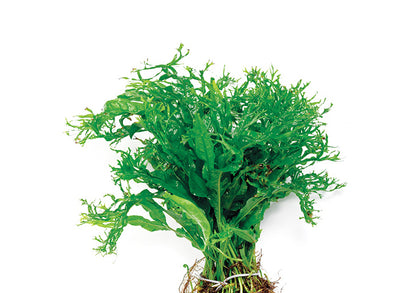 Crested Micro Pteropus