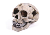 Kazoo Skull