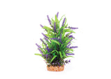 Kazoo Thin Leaf With Purple Flower Combination Plant