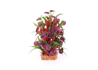 Kazoo Thin Leaf With Maroon Flower Combination Plant