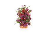 Kazoo Thin Leaf With Maroon Flower Combination Plant