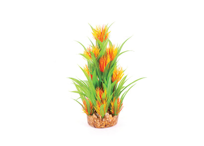 Kazoo Thin Leaf With Orange Flower Combination Plant