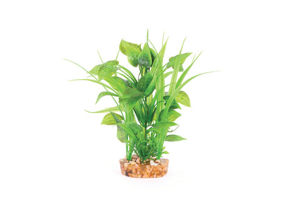 Kazoo Thin Leaf With Spot Flower Combination Plant