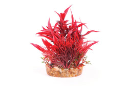 Kazoo Red With Assorted Leaf Combination Bush