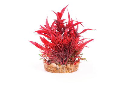 Kazoo Red With Assorted Leaf Combination Bush
