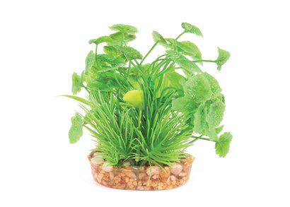 Kazoo Green With Assorted Leaf Combination Bush