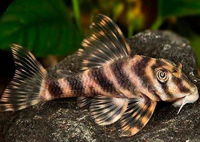 Peckoltia Vittata L015 (Candy Stripe Pleco)