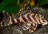 Peckoltia Vittata L015 (Candy Stripe Pleco)