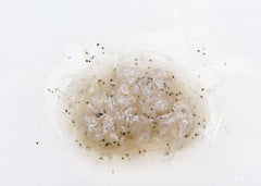 Hikari Frozen Mysis Shrimp (12 Pack)