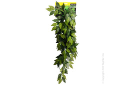 Reptile One Varigated Ivy Cascading Plant Green