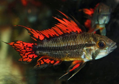 Apistogramma Cacatuoides Double Red, red tail and fins with black stripes, worrier viking looking fish