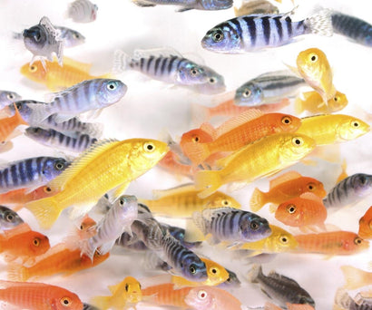 African Cichlids - Assorted, Coburg aquarium Fish. diverse group of fish, with over 1,500 known species, and are known for their brightly colored bodies and aggressive behavior