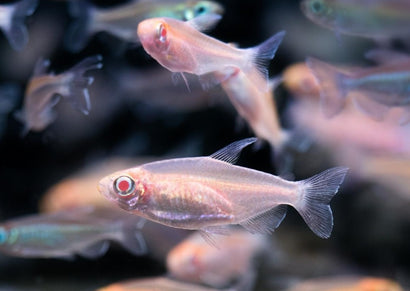 Congo Tetra - Albino