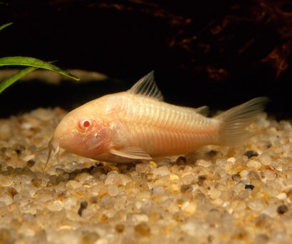 Albino Corydoras fish, aquarium fish