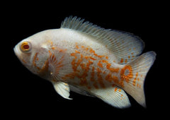 Albino Oscar Cichlid | American Cichlid | Live fish online | coburgauqarium.com.au｜Aquarium FIsh for sale | Tropicah fish store | African Cichlid | Freshwater Fish | Coburg Aquarium