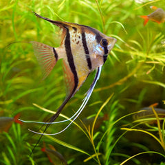 Orinoco Altum Angelfish Live fish online | coburgauqarium.com.au｜Aquarium FIsh for sale | Tropicah fish store | Freshwater Fish | Coburg Aquarium