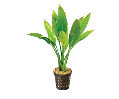 Amazon Sword in Mesh Pot Live Plant