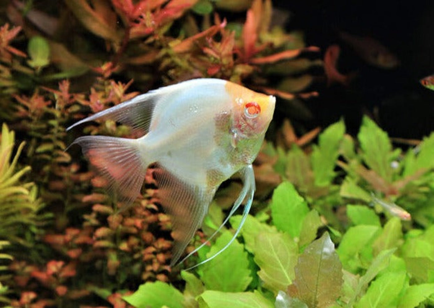 Angelfish - Albino Red Eye  | Angel Fish for Sale | Live fish online | coburgauqarium.com.au｜Aquarium FIsh for sale | Tropicah fish store | Freshwater Fish | Coburg Aquarium