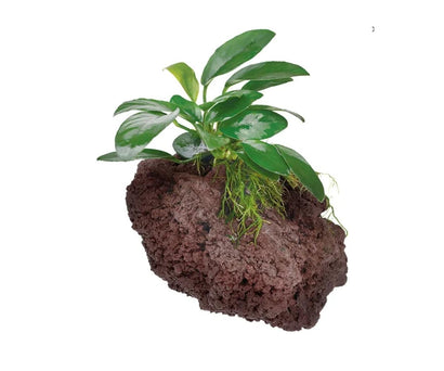 Anubias Assorted New Zealand Lava Rock Creation