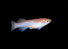 Coburg Aquarium | Aphyosemion Gardeneri | Shop Live Aquarium Fish online