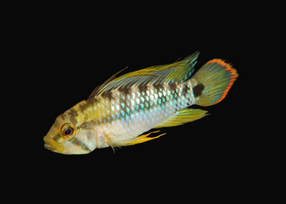 Apistogramma Ink 50 | Apistogramma Baenschi | American Cichlid | Freshwater FIsh for sale | Buy aquarium Fish | LIve fish | Tropcial fish online| Coburg Aquarium | Dwarf Cichlid