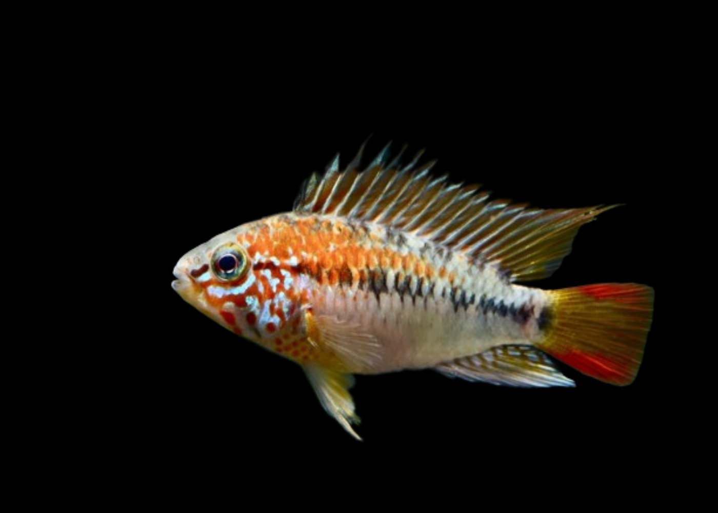 Apistogramma Viejita Red Neck | Dwarf Cichlid for Sale | American Cichlid | Freshwater FIsh for sale | Buy aquarium Fish | LIve fish | Tropcial fish online| Coburg Aquarium
