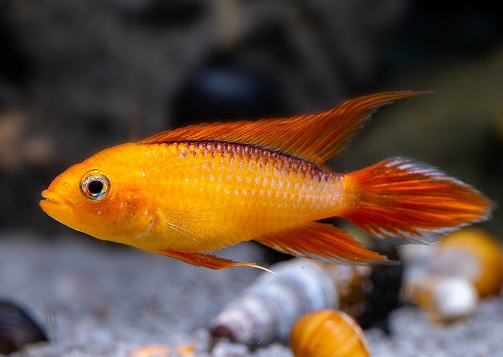 Apistogramma Agassizi Gold - Fire red, bright orange fish, red fins | American Cichlid | Freshwater FIsh for sale | Buy aquarium Fish | LIve fish | Tropcial fish online| Coburg Aquarium| Dwarf Cichlid