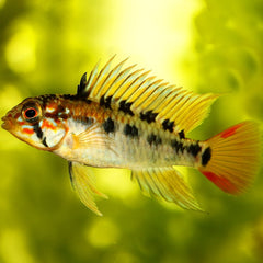 Coburg Aquarium | Tropical Fish | Apistogramma Macmasteri | Live fish online