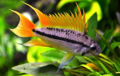 Apistogramma Cacatuoides Orange, yellow orange fin gradient with white body and black stripe, mohawk fishAmerican Cichlid | Freshwater FIsh for sale | Buy aquarium Fish | LIve fish | Tropcial fish online| Coburg Aquarium