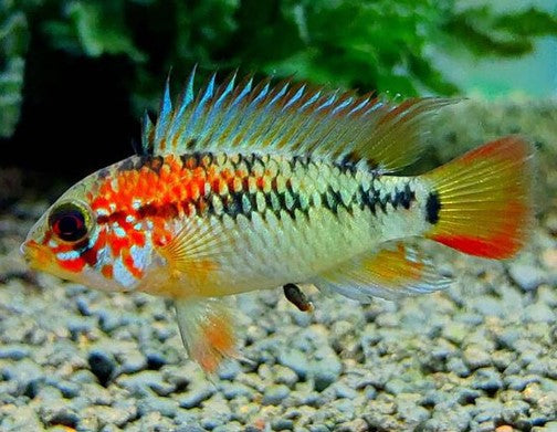 Apistogramma Macmasteri, light gray fish with orange white and black spots