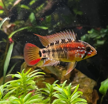 Apistogramma Macmasteri Super Red, red lady fish, shark tale, light pink fish with black and white spots
