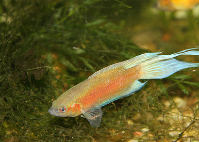 Apricot Paradise Fish is an aggressive freshwater fish, orginated from Southeast Asia. You can buy this stunning fish for you fish tank from Coburg Aquarium Online store.