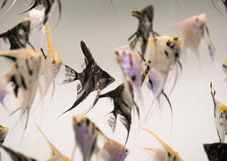 Angelfish - Assorted  | Angel Fish for Sale | Live fish online | coburgauqarium.com.au｜Aquarium FIsh for sale | Tropicah fish store | Freshwater Fish | Coburg Aquarium