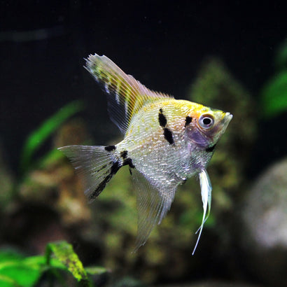 Pearlscale Angelfish Live fish online | coburgauqarium.com.au｜Aquarium FIsh for sale | Tropicah fish store | Freshwater Fish | Coburg Aquarium