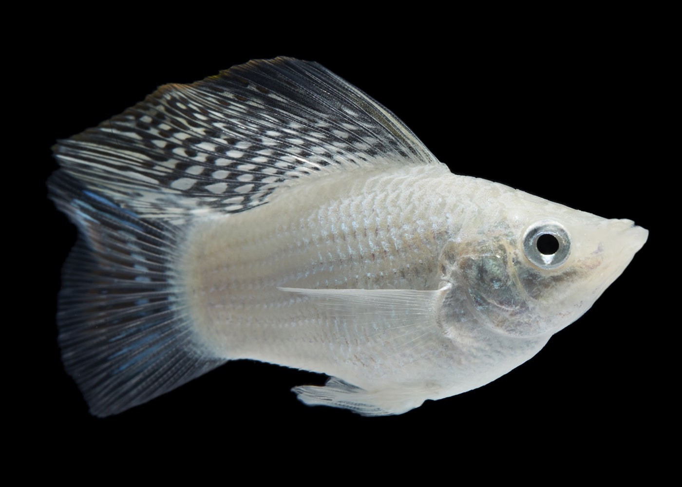 Balloon Molly Assorted Tropical Fish Aquarium Fish in Coburg