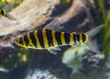 Leporinus - Banded