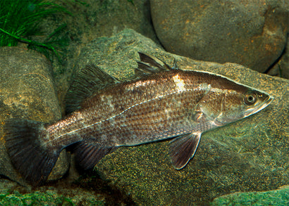 Barramundi
