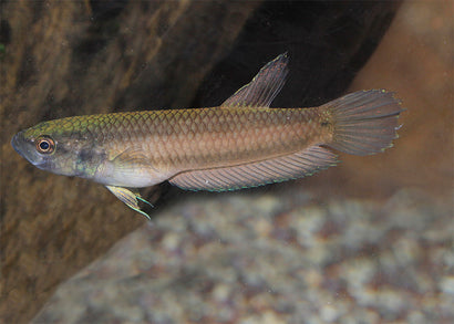 Betta Macrostoma - Brunei Beauty