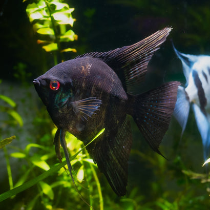 Coburg Aquarium | Black Angelfish | Shop live aquarium fish online
